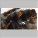 Andrena mit Stylops - 37b - aber ventral zwischen den Abdominalsterniten.jpg